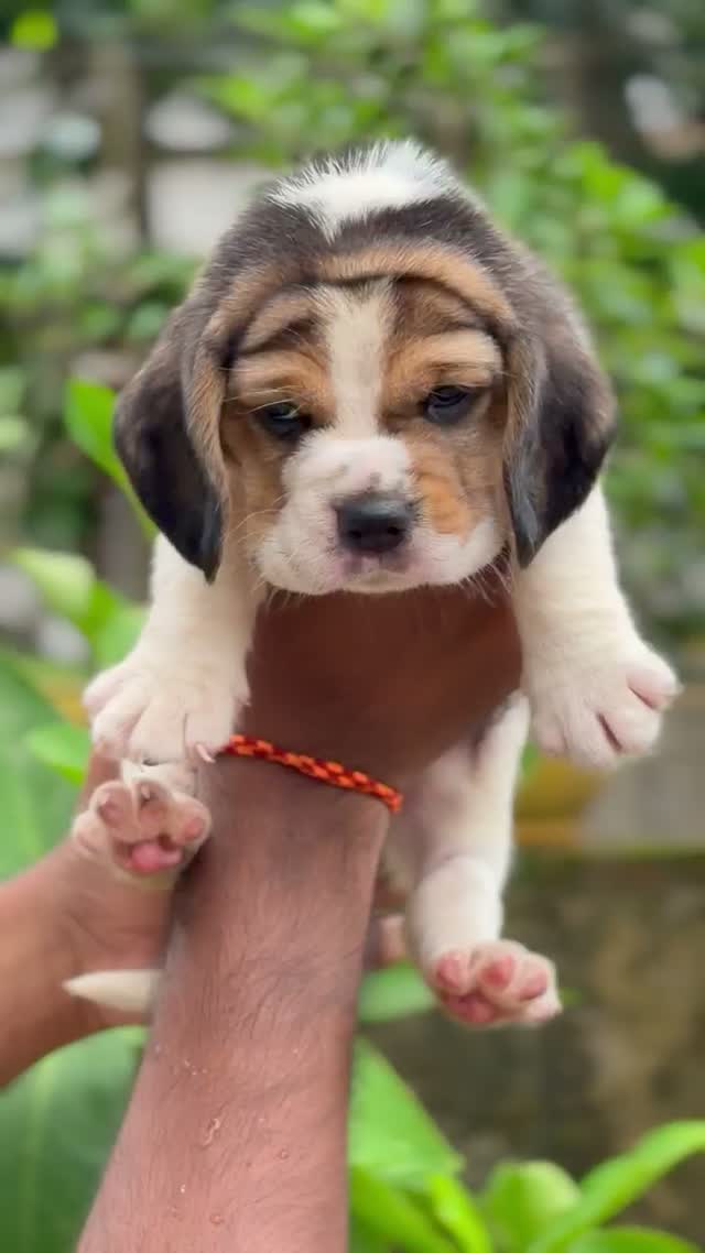 Beagle Black & Tan Puppy, farm video
