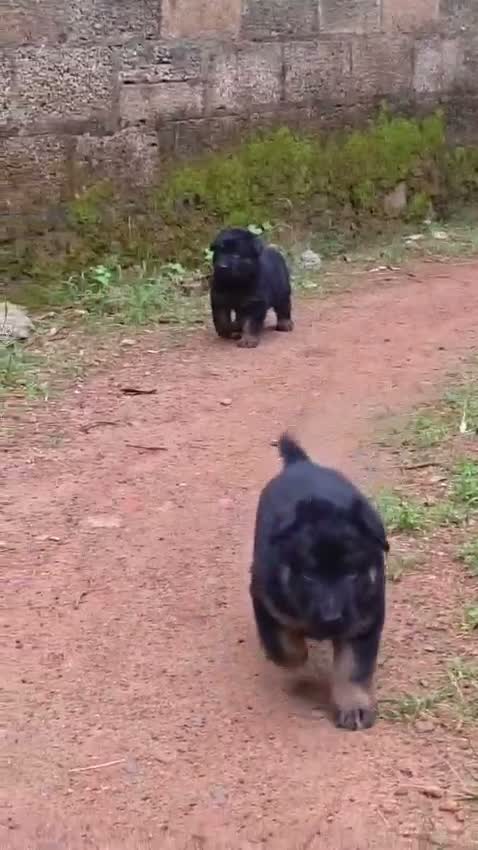 German Shepherd Puppy, farm video