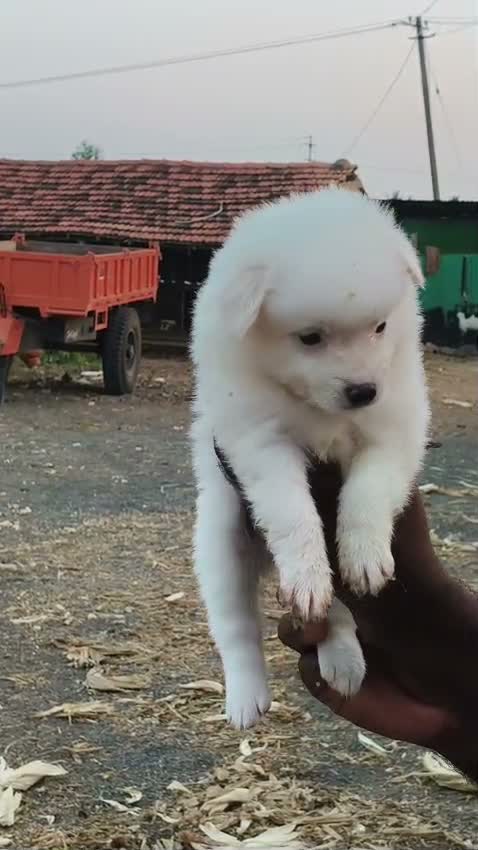 Dachshund Puppy | Brown & Tan, farm video