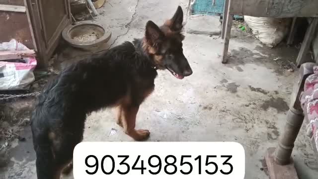 German Shepherd Puppy, farm video