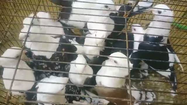 Homer Pigeon, farm video