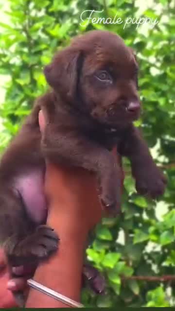 Beagle Black & Tan Puppy, farm video