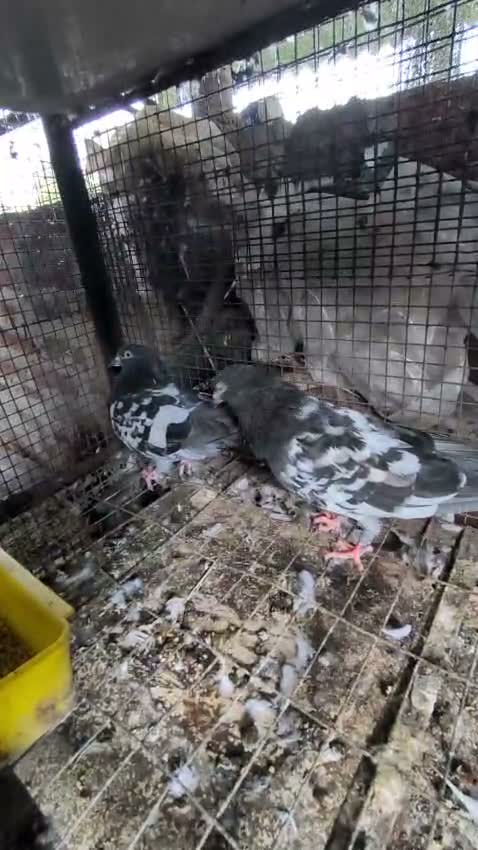Homer Pigeon, farm video