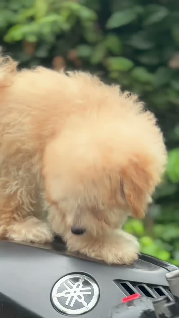 Dachshund Puppy | Brown & Tan, farm video