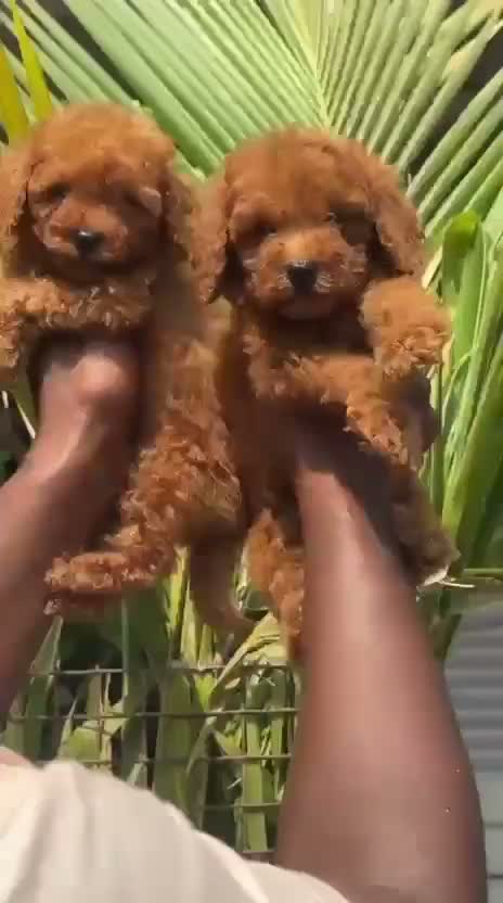 Standard Poodle Puppy, farm video