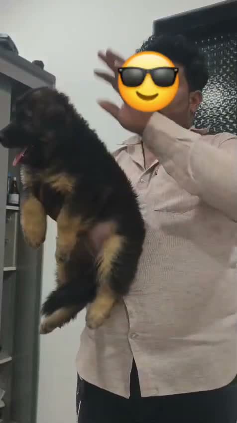 German Shepherd Puppy, farm video