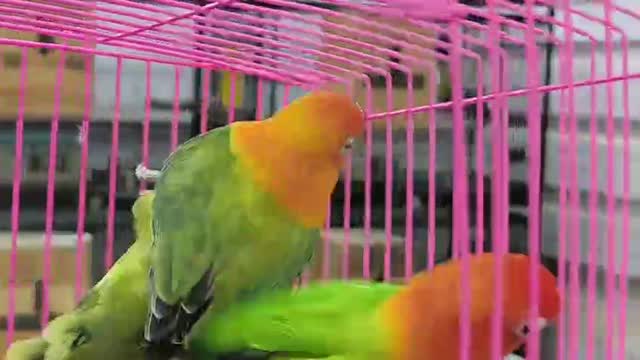 Blue Throated Conure, farm video