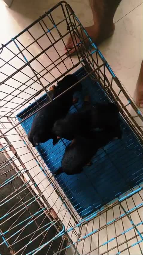 European Doberman Puppy, farm video