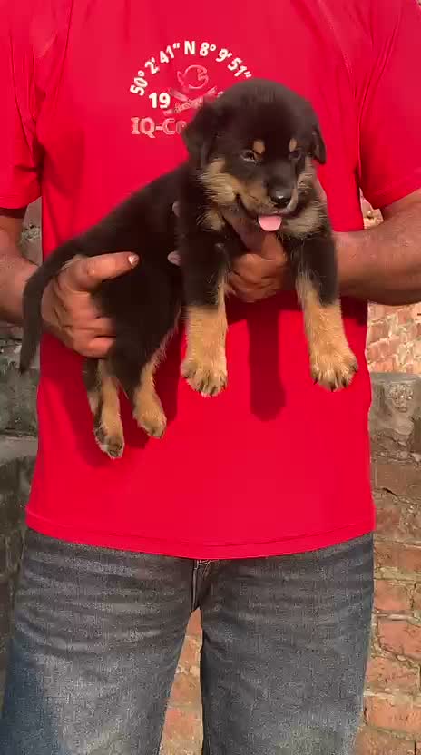 Rottweiler Puppy, farm video