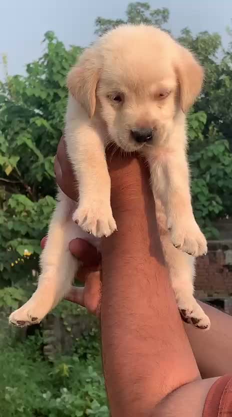 Beagle Black & Tan Puppy, farm video