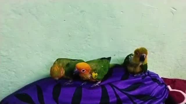 Blue Throated Conure, farm video