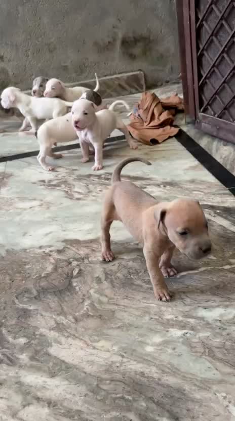 American Bully Pocket Size Puppy, farm video