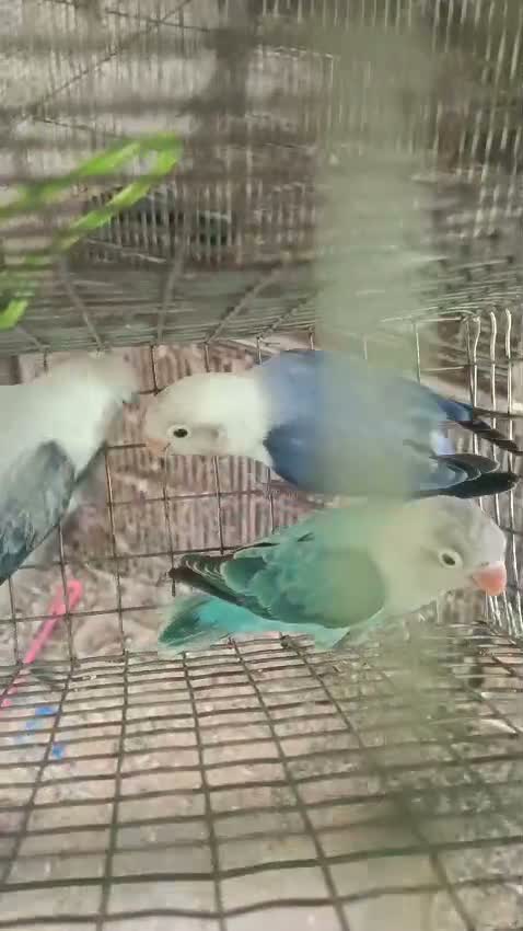 Blue Throated Conure, farm video