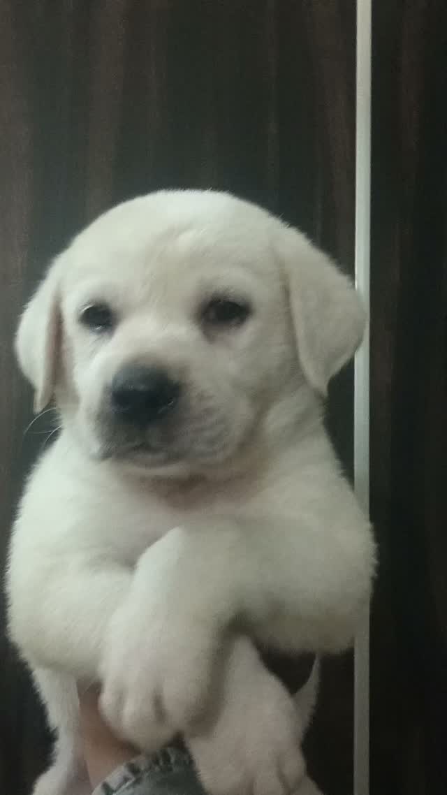 Beagle Black & Tan Puppy, farm video