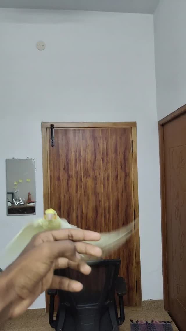 Cockatiel, farm video