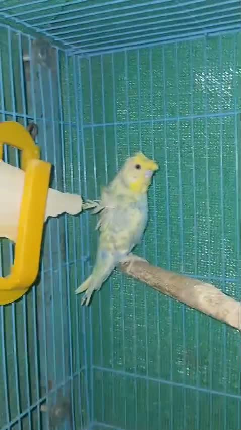 Homer Pigeon, farm video