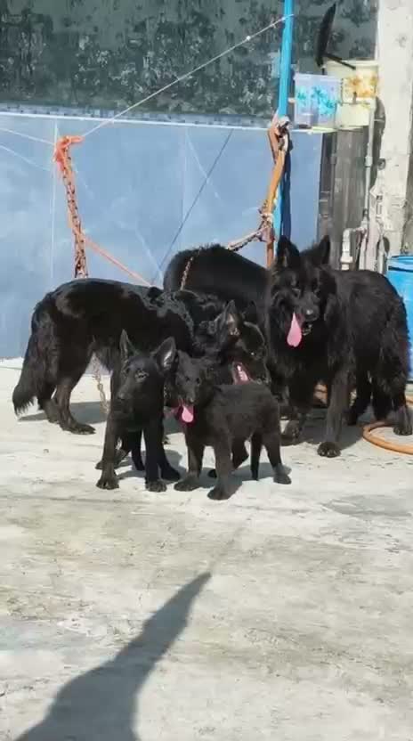 German Shepherd Puppy, farm video