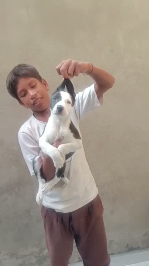 Pitbull Terrier Puppy, farm video
