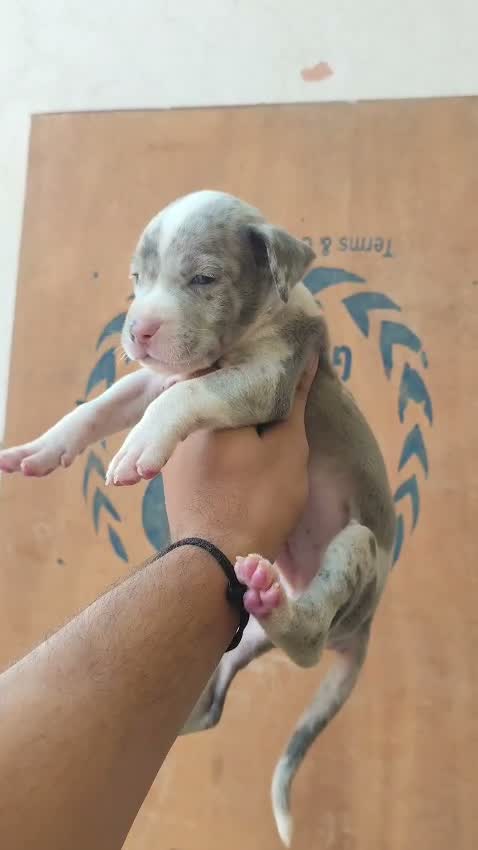 American Bully Pocket Size Puppy, farm video