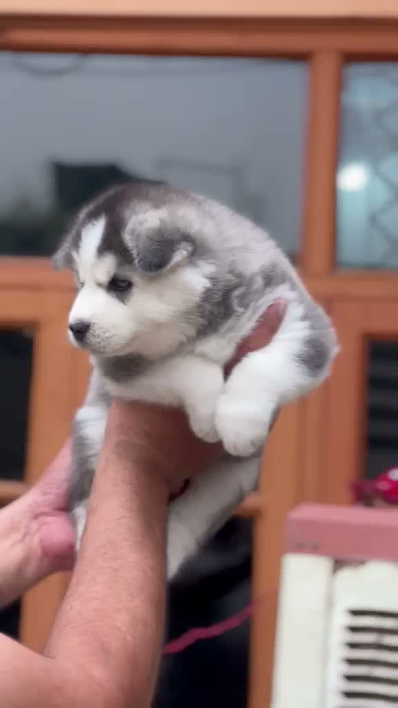 Siberian Husky Puppy | Black & White Color, farm video