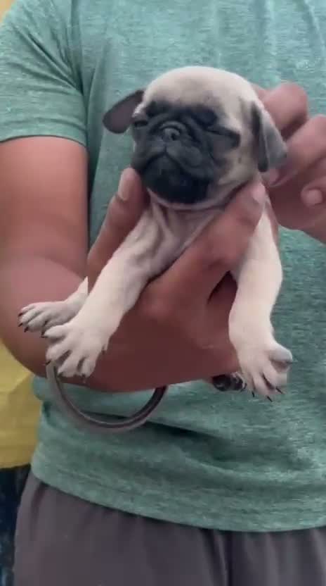 Pug Puppy, farm video