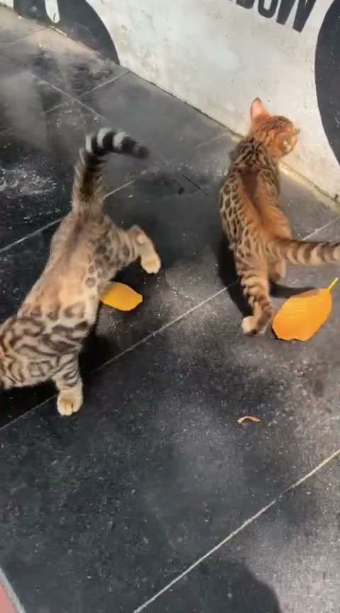 Bengal Kitten, farm video