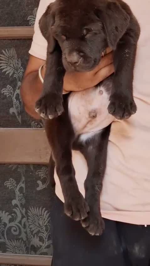 Beagle Black & Tan Puppy, farm video