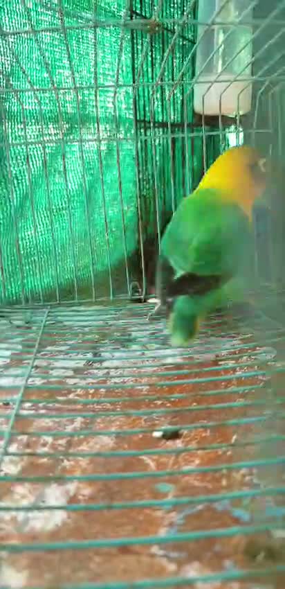 Dachshund Puppy, farm video