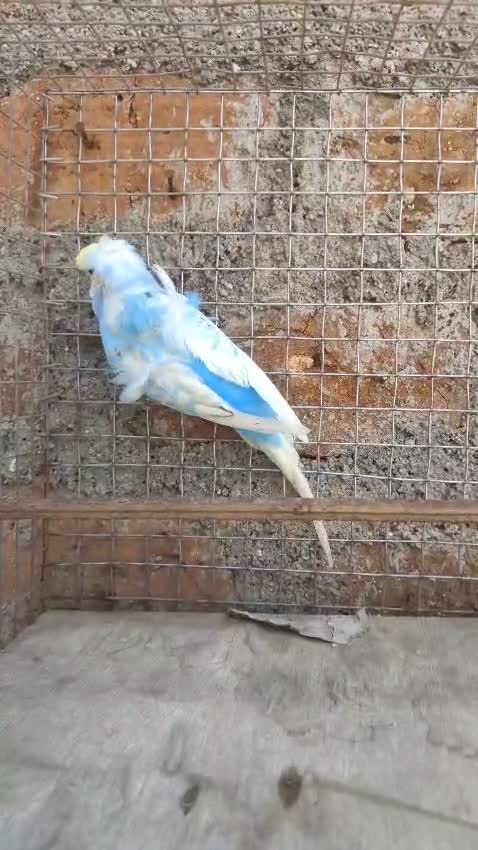 Fantail Pigeon, farm video