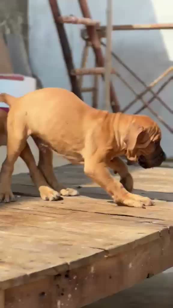 Cane Corso Puppy, farm video