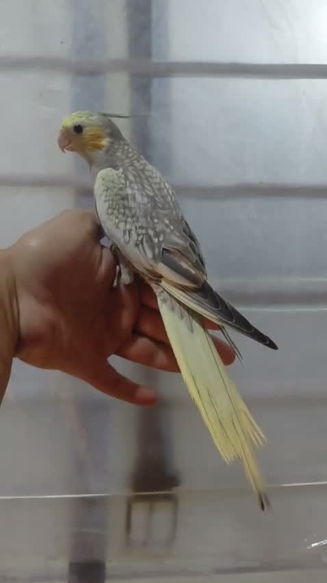 Cockatiel, farm video