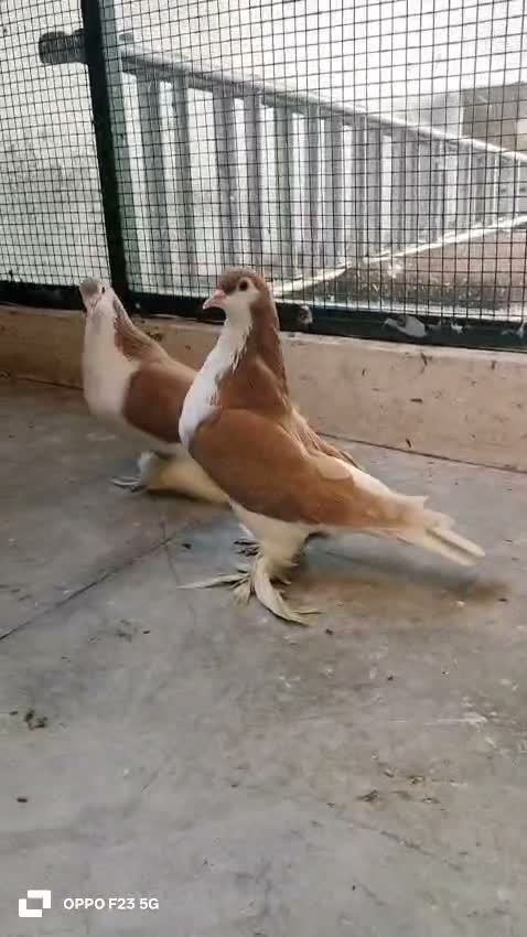 Fantail Pigeon, farm video