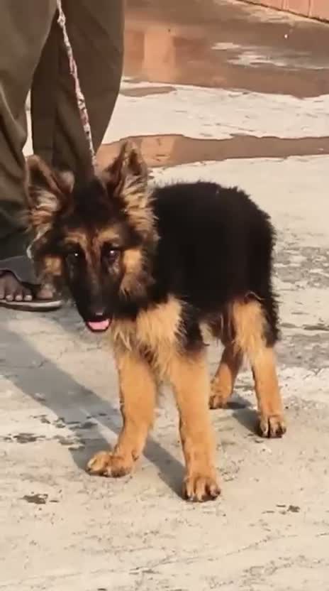German Shepherd Puppy, farm video