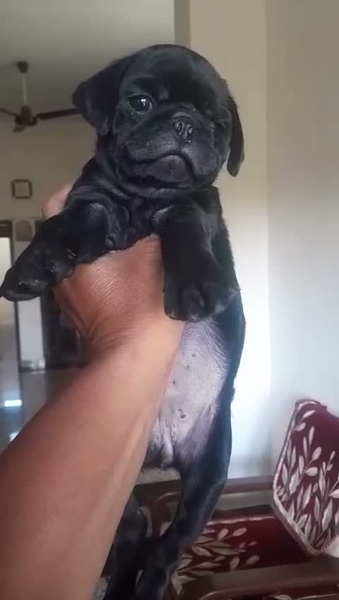 Pug Puppy, farm video