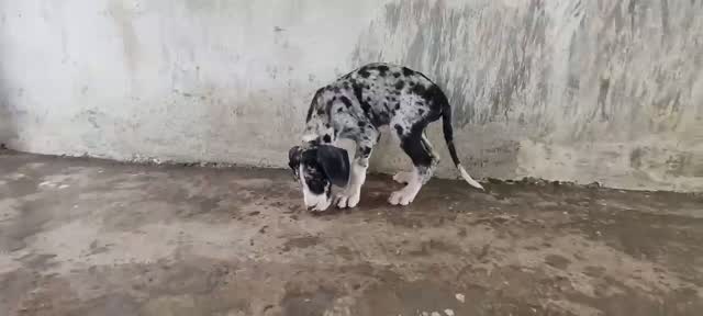 Great Dane Puppy, farm video