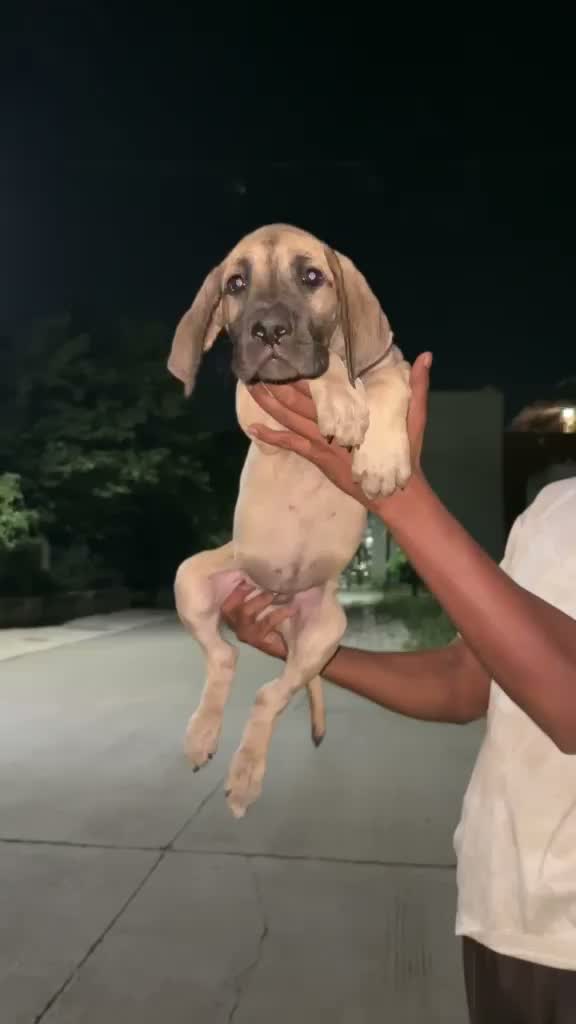 Great Dane Puppy, farm video