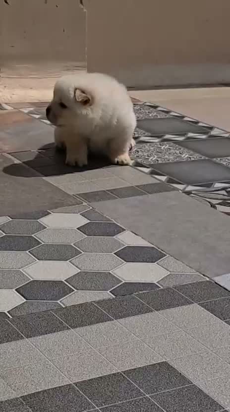 Chow Chow Puppies, farm video