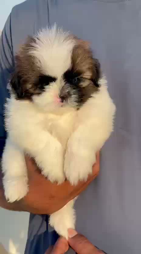 Shih Tzu | Black Color, farm video