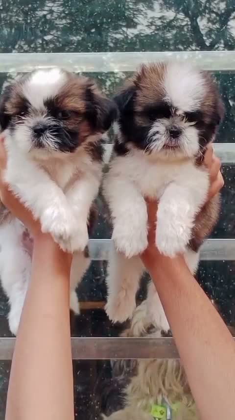 Shih Tzu | Black Color, farm video