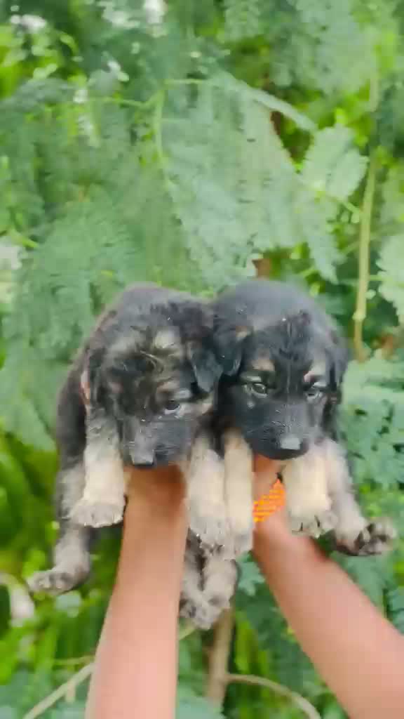 German Shepherd Puppy, farm video