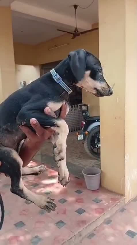 Kanni, farm video