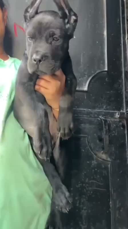 Cane Corso Puppy, farm video