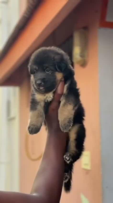 German Shepherd Puppy, farm video