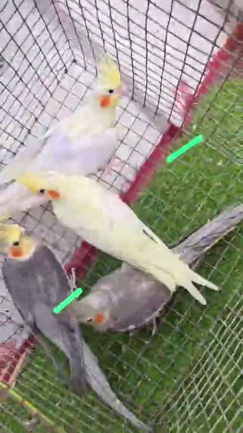 Cockatiel, farm video