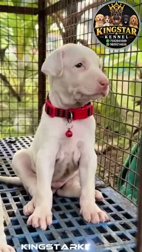 Rajapalayam Puppy, farm video