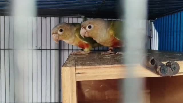 Pineapple Headed Conure, farm video