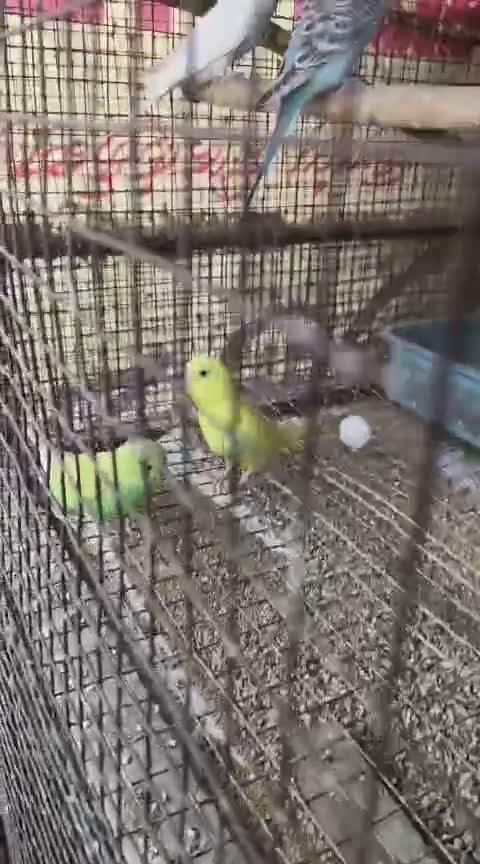 Budgies | Fallow, farm video
