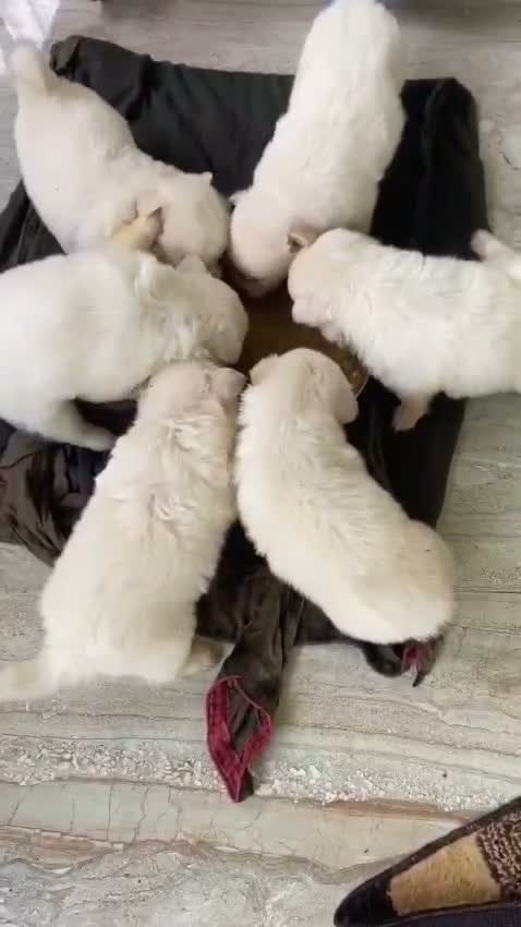 Culture Pom Puppy, farm video