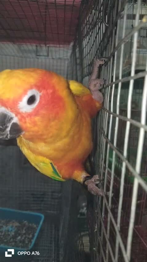Sun Conure, farm video