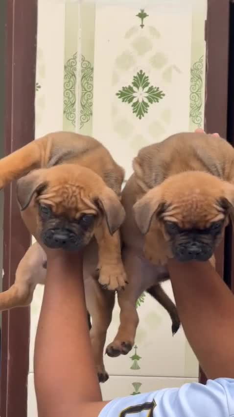 American Bully Pocket Size Puppy, farm video